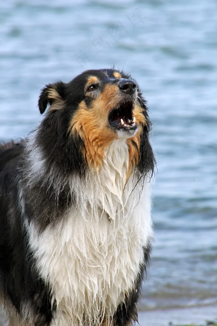 牧羊犬，狗，水，吠叫，保护，海，波罗的海