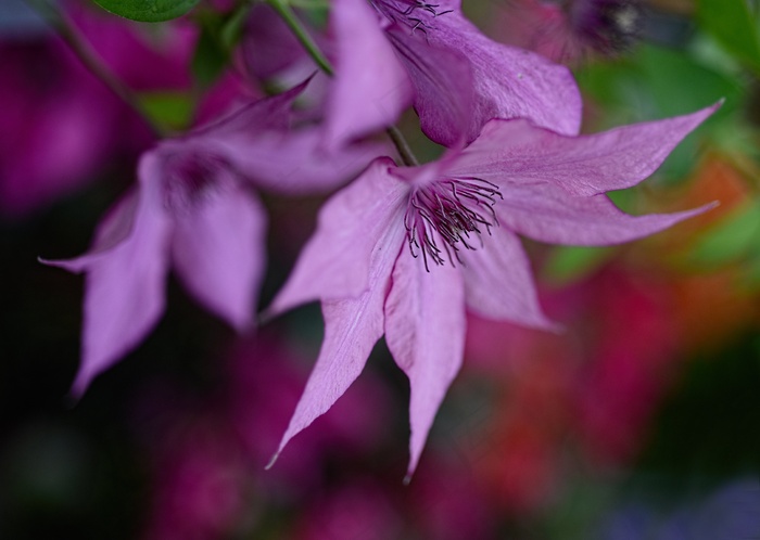 雄蕊，花，植物，春天，颜色