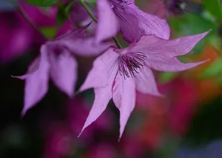 雄蕊，花，植物，春天，颜色