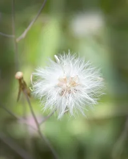蒲公英,白,花,性质,夏天,植物,绿色 蒲公英,白,花,性质,夏天,植物,绿色