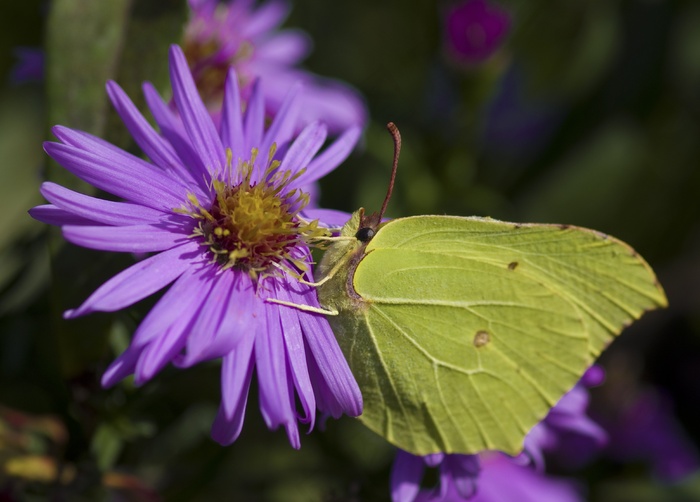 Gonepteryx Rhamni，蝴蝶，秋季，黄色，绿色