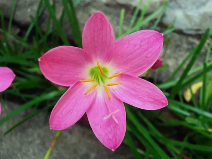 花，自然，植物区系，自然，植物，春天，夏天