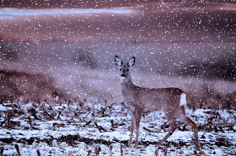e，野生，动物，达姆野生，动物世界，冬天