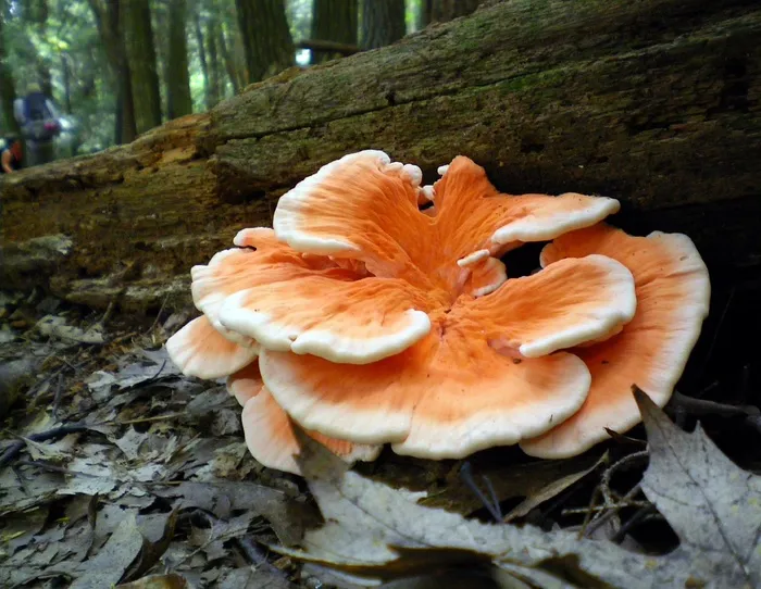 真菌，蘑菇，森林，特写，自然，外