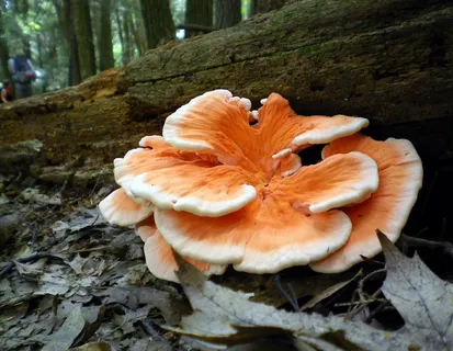 真菌,蘑菇,森林,特写,自然,外 真菌,蘑菇,森林,特写,自然,外