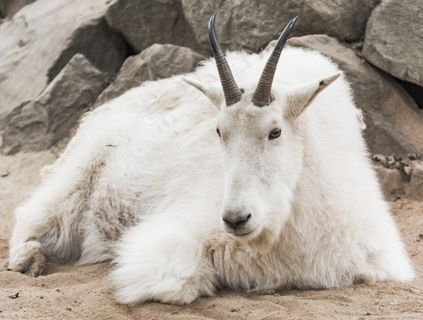 山羊，动物园，白色，毛皮