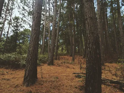 森林,叶子,独奏,公园,秋,性质,树木,路径 森林,叶子,独奏,公园,秋,性质,树木,路径