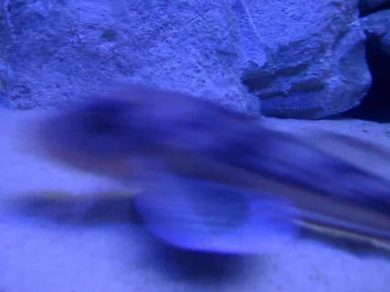 玩具,布料图,床单,洞穴溶洞,海洋公园,IMG_0466