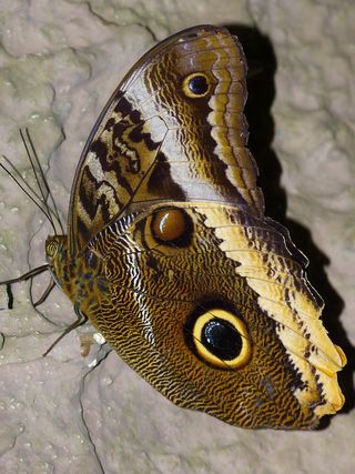 蝴蝶，夜蛾存根，探针，飞，翼，动物