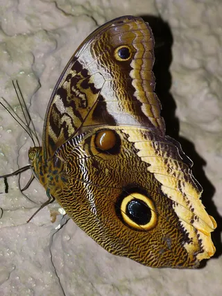 蝴蝶，夜蛾存根，探针，飞，翼，动物