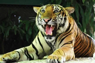 老虎，猫，泰国