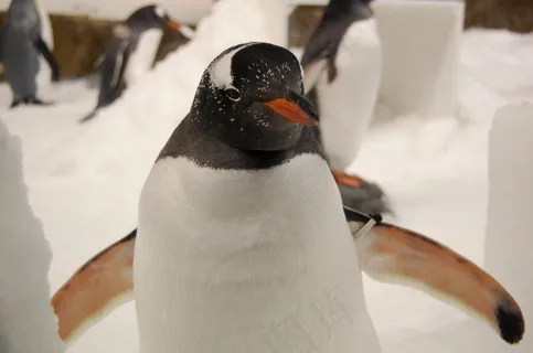 企鹅,巴布亚企鹅,水族馆 企鹅,巴布亚企鹅,水族馆