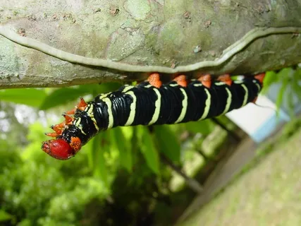 毛毛虫，昆虫，蝴蝶，蠕虫，植物，多彩