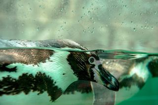 企鹅，甜，动物，可爱，好奇，恢复，休息