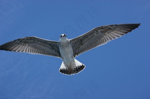 海鸥，水，沧海，海洋，鸟喙，特写，翅膀