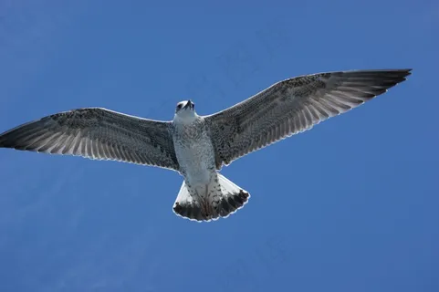 海鸥，水，沧海，海洋，鸟喙，特写，翅膀