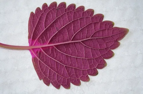 叶子,自然,自然,植物,叶子,花园,花的 叶子,自然,自然,植物,叶子,花园,花的