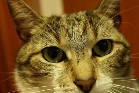 猫，猫的，家养，宠物，晶须，头，寻找