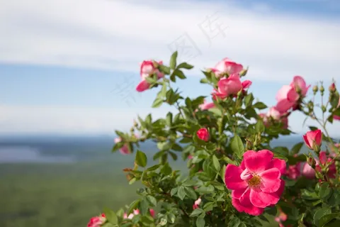 花卉,郁金香,玫瑰花,玫瑰谷,玫瑰公园,花卉 花卉,郁金香,玫瑰花,玫瑰谷,玫瑰公园,花卉