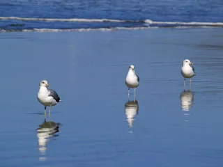 海鸥，海滩，水，海洋，太平洋，沙，性质