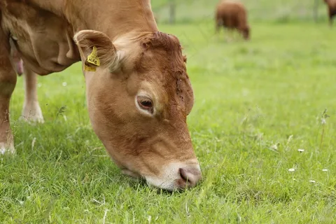 牛,牛肉,利穆赞,肉类,牧场,草 牛,牛肉,利穆赞,肉类,牧场,草