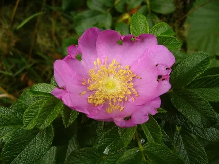 Hamanhamanasuasu,日本玫瑰,鲜花,关闭,粉红色 Hamanhamanasuasu,日本玫瑰,鲜花,关闭,粉红色