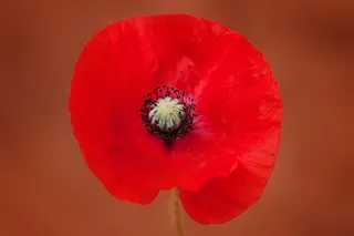 罂粟，花，开花，红色，红色的花