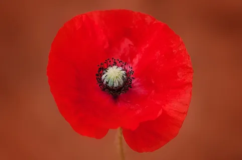 罂粟,花,开花,红色,红色的花 罂粟,花,开花,红色,红色的花