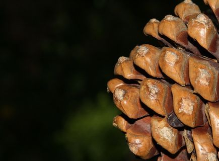 食物,工艺品,手链,乌龟,海螺,松果的透视