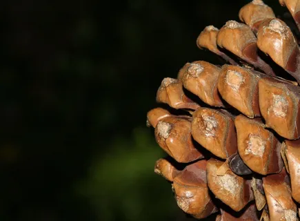食物,工艺品,手链,乌龟,海螺,松果的透视