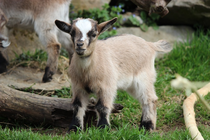 Ziecklein，Ziegle，动物园，Streicheltier