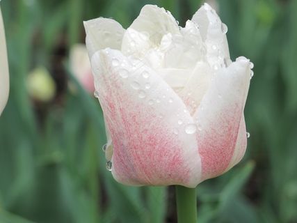 郁金香，白，花的，自然，花园，鲜花