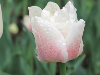 郁金香，白，花的，自然，花园，鲜花