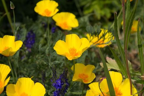 金鸡菊,加州罂粟,野罂粟,角罂粟,花卉,自然花