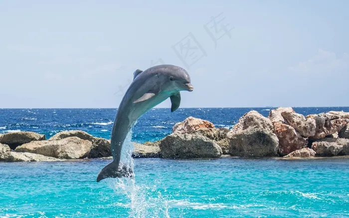 海豚，水族馆，跳跃，鱼，动物，海洋，水