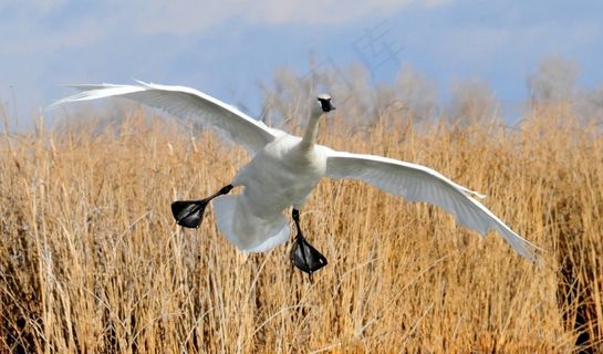 小号天鹅，着陆，鸟，野生动物，自然，天鹅座