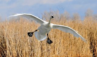 小号天鹅，着陆，鸟，野生动物，自然，天鹅座