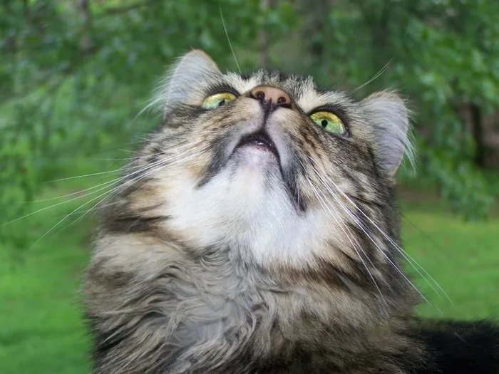 猫，缅因库恩猫，猫的，小猫，小猫，宠物，动物