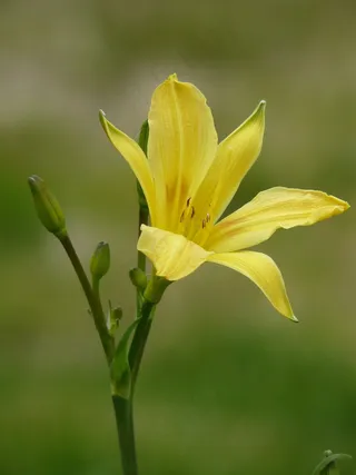 花，黄色，自然