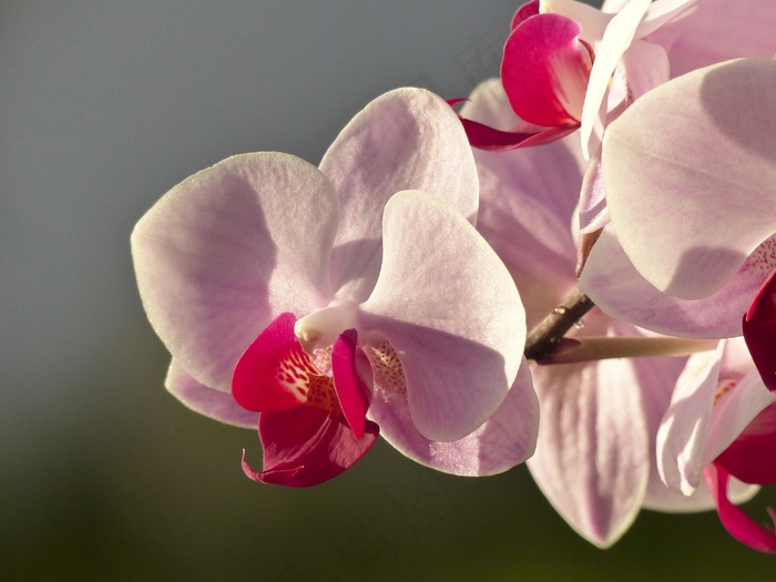 兰花，花，植物区系，花店，植物，可爱，自然
