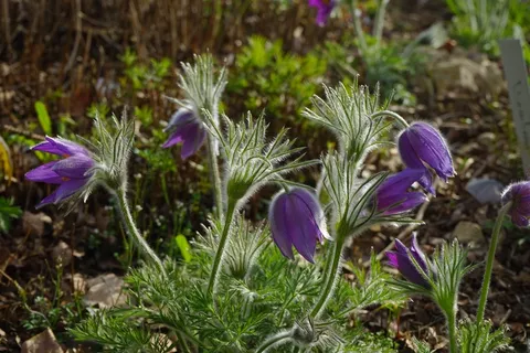 常见的白头翁，鲜花，紫，茎，叶子