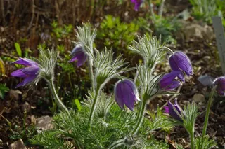 常见的白头翁，鲜花，紫，茎，叶子