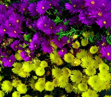 紫色,黄色的花朵,春天的花朵,花园 紫色,黄色的花朵,春天的花朵,花园