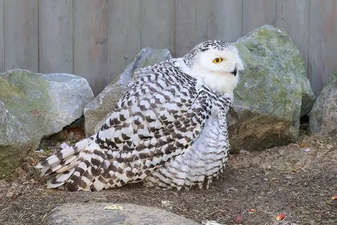 猫头鹰，雪y，女性，全身羽毛，放松，注意