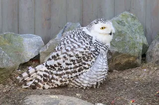 猫头鹰，雪y，女性，全身羽毛，放松，注意