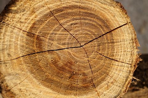 木，部落，切，棕色，心材，裂缝，植物