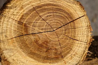 木，部落，切，棕色，心材，裂缝，植物