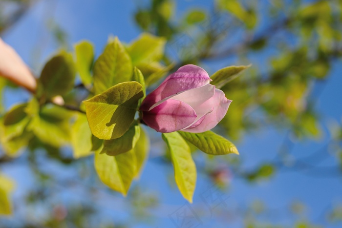 鲜花，莲花，基辅