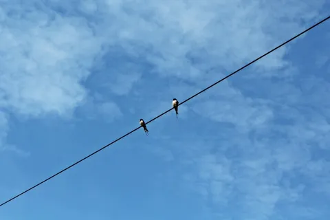 燕子,天空,云彩,蓝色,电源控制Unschwalben 燕子,天空,云彩,蓝色,电源控制Unschwalben