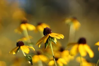 紫锥菊，鲜花，秋天，花的，植物，自然